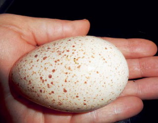 Для збереження інкубаційних властивостей індичі яйця треба збирати часто